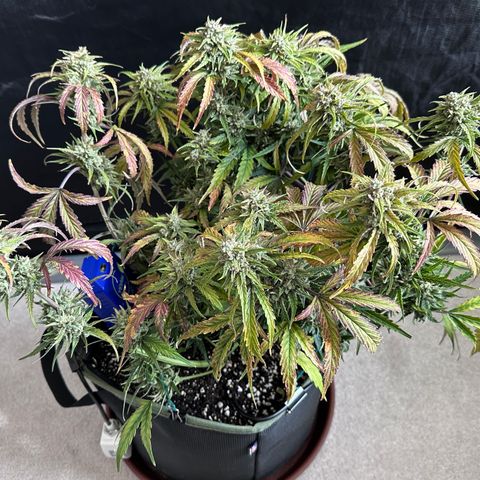 T2-SW growlog photo: D71