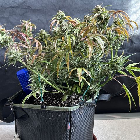 T2-SW growlog photo: D71