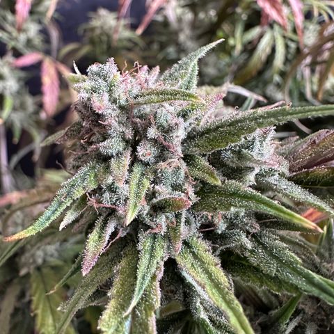 T2-SW growlog photo: D71