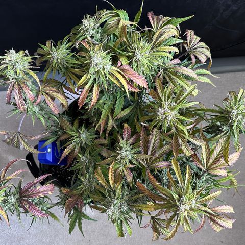 T2-SW growlog photo: D71
