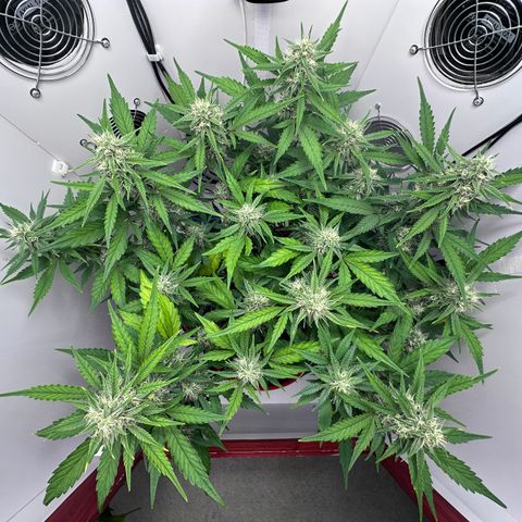 A-GC growlog photo: D57