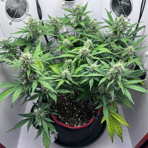 A-GC growlog photo: D57