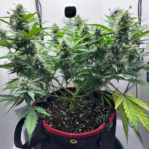 A-GC growlog photo: D57