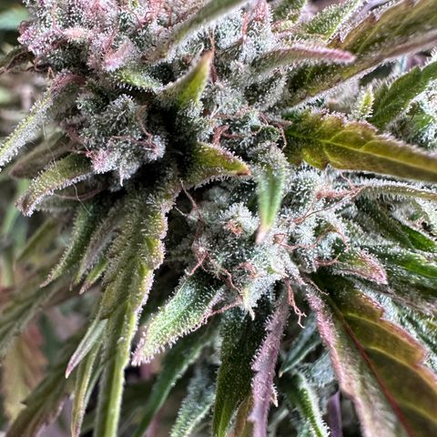 T2-SW growlog photo: D71