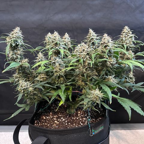T3-DG growlog photo: D71