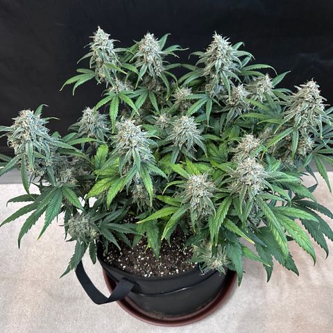 T3-DG growlog photo: D71