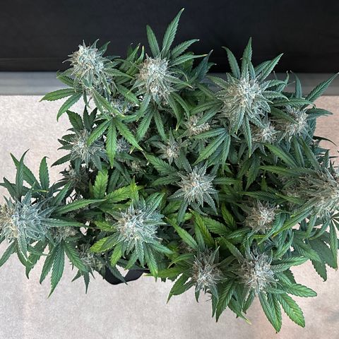 T3-DG growlog photo: D71