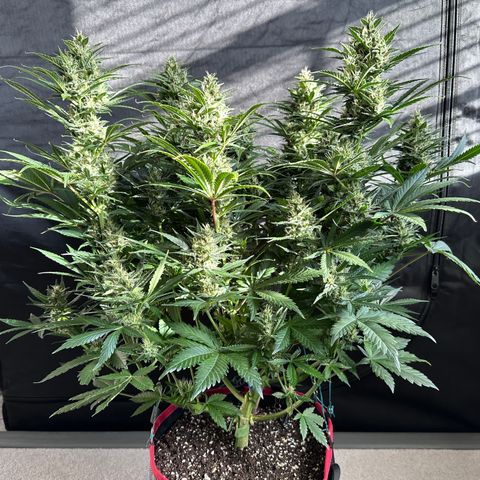 T1-BPP growlog photo: D57