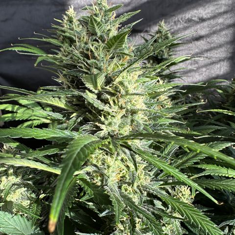 T1-BPP growlog photo: D57