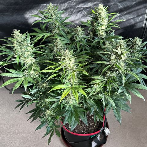 T1-BPP growlog photo: D57
