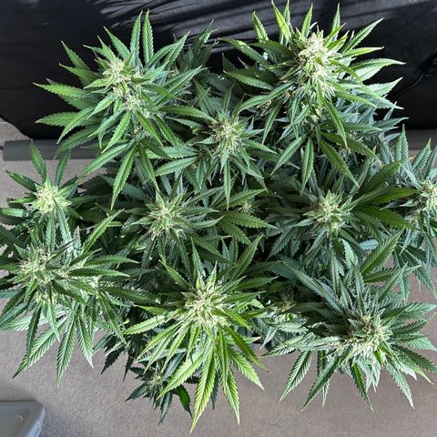 T1-BPP growlog photo: D57
