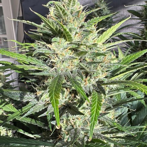 T1-BPP growlog photo: D57