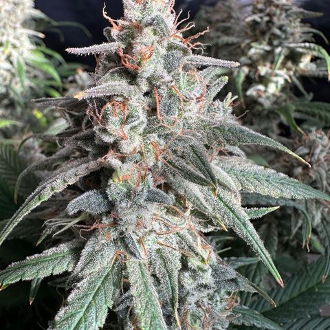 T3-DG growlog photo: D74