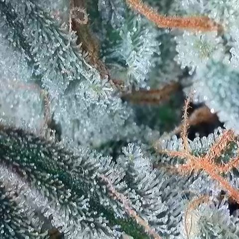 T3-DG growlog photo: D74