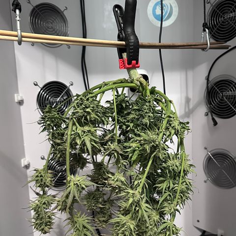 T2-SW growlog photo: D78