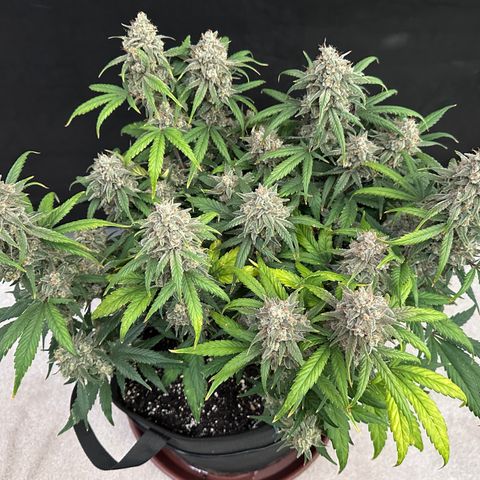 T3-DG growlog photo: D78
