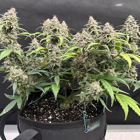 T3-DG growlog photo: D78