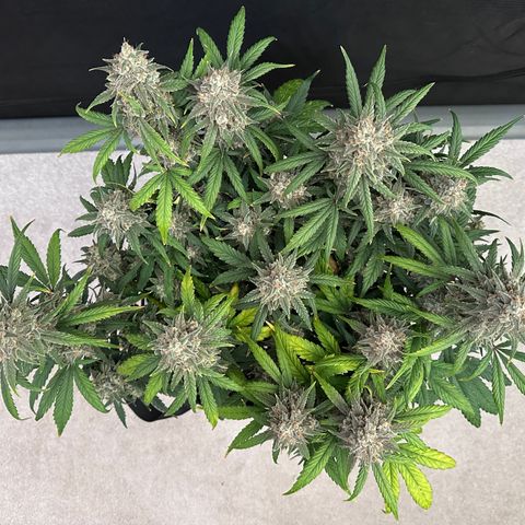 T3-DG growlog photo: D78