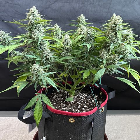 A-GC growlog photo: D66