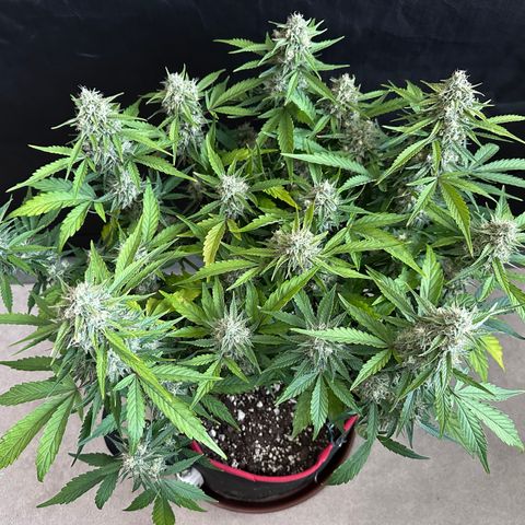 A-GC growlog photo: D66