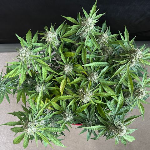 A-GC growlog photo: D66