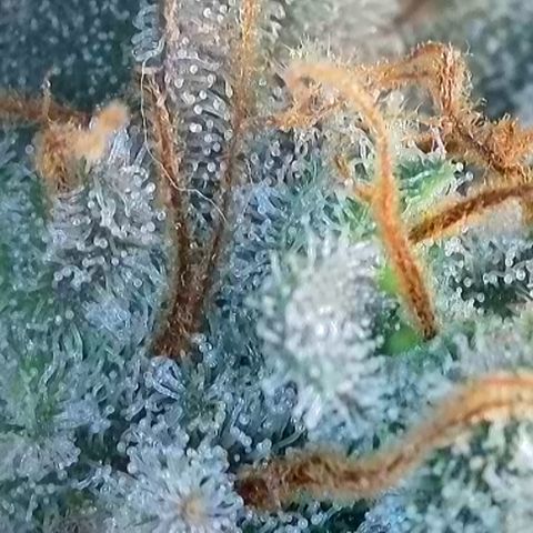 T3-DG growlog photo: D83