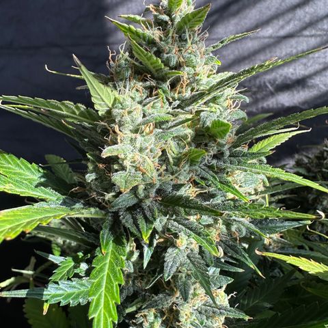 T1-BPP growlog photo: D64