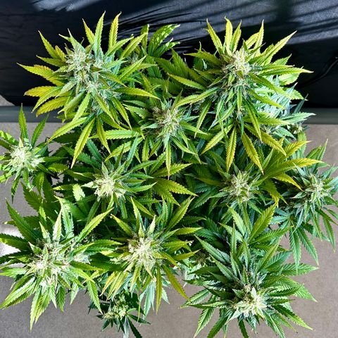 T1-BPP growlog photo: D64