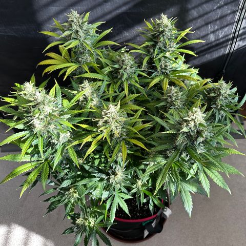 T1-BPP growlog photo: D64