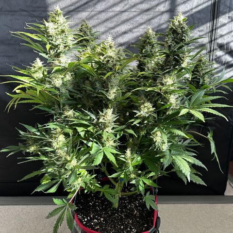T1-BPP growlog photo: D64