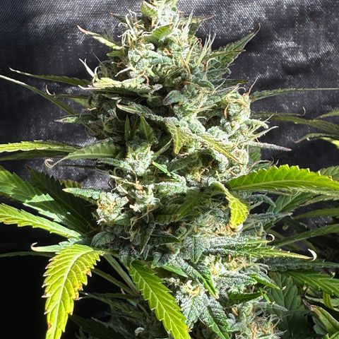T1-BPP growlog photo: D64