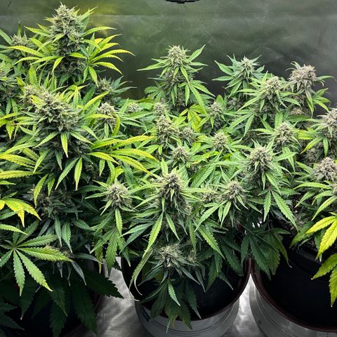 A-GC growlog photo: Rearranged plants, BPP on the left, GC in the middle, and DG on the right.