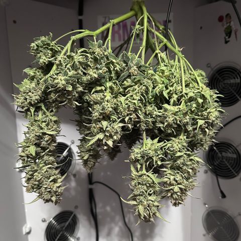 T3-DG growlog timeline photo