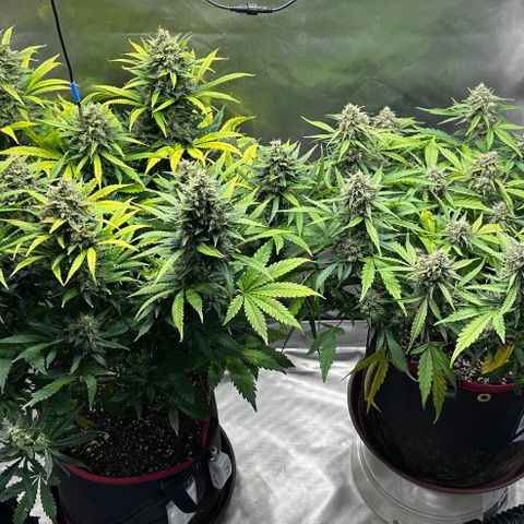 A-GC growlog timeline photo