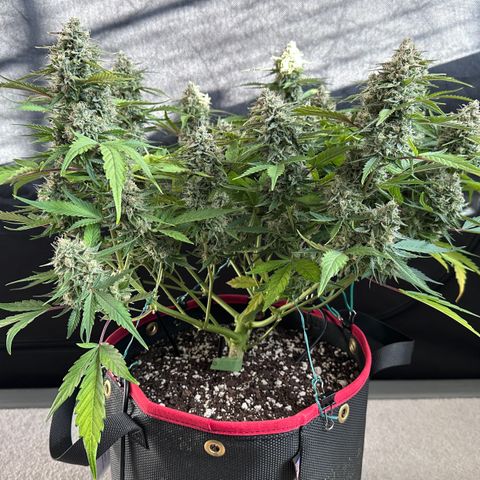 A-GC growlog photo: D71