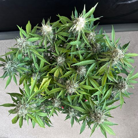 A-GC growlog photo: D71