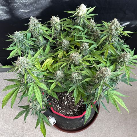A-GC growlog photo: D71