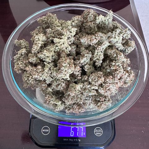 T3-DG growlog timeline photo