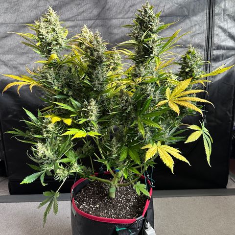 T1-BPP growlog photo: D71