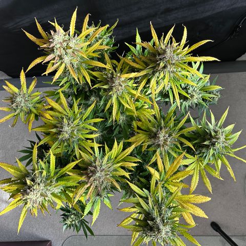 T1-BPP growlog photo: D71