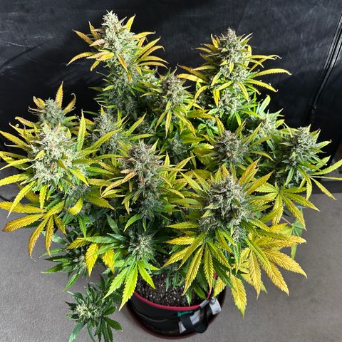 T1-BPP growlog photo: D71