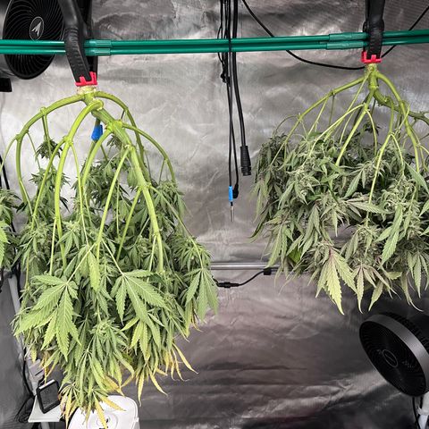 A-GC growlog timeline photo