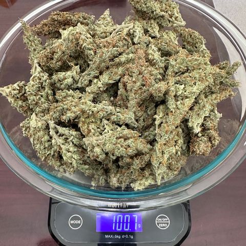 T1-BPP growlog timeline photo