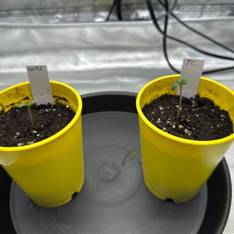 T1-GG4S growlog photo: D2