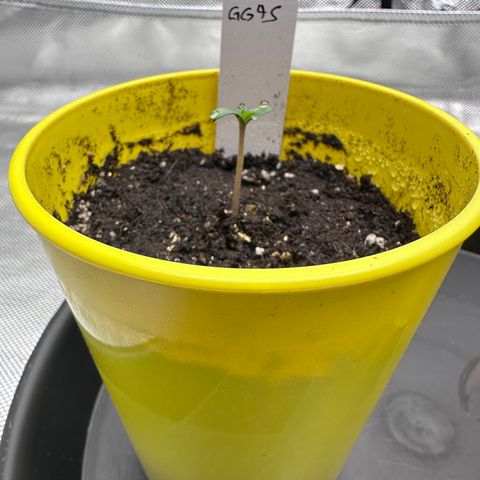T1-GG4S growlog photo: D2