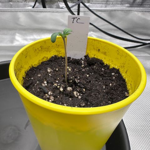 T2-TC growlog timeline photo