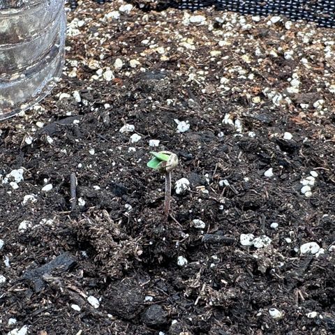 A-TT growlog photo: D1