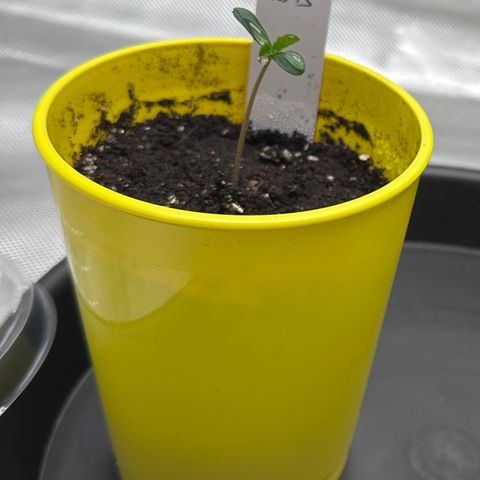 T1-GG4S growlog photo: D3