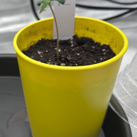 T2-TC growlog photo: D3