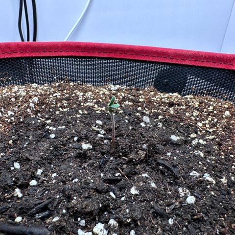 A-TT growlog photo: D1